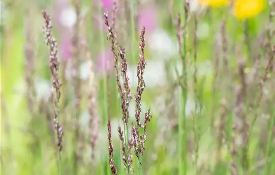 Molinia caerulea 'Heidezwerg'