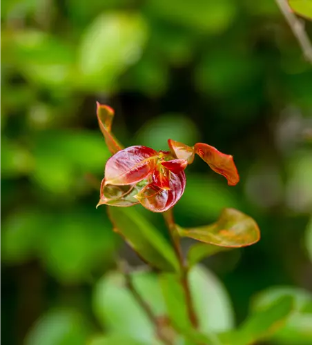 Lagerstroemia nana 'Red Imperator'