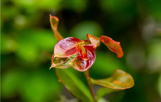 Lagerstroemia nana 'Red Imperator'