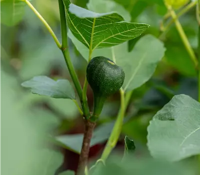 Ficus carica 'Firoma' -R-