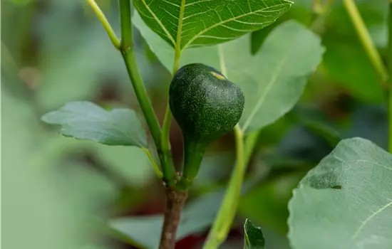 Ficus carica 'Firoma' -R-