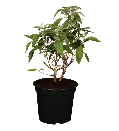 Buddleja davidii 'Ellen's Blue'