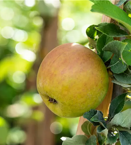 Malus 'Goldparmäne' CAC