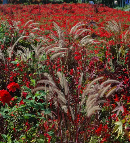 Pennisetum orientale