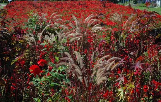 Pennisetum orientale