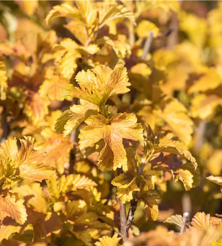Physocarpus opulifolius 'Amber Jubilee' -R-