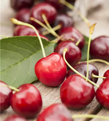 Prunus avium
