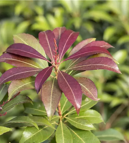 Pieris japonica 'Red Mill'