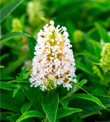 Buddleja dav. 'B. Candy' -R- Little White