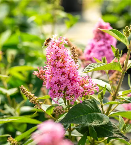 Buddleja dav. B. Candy -R- Little Pink -S-