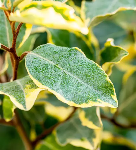 Immergrüne Ölweide 'Limelight'