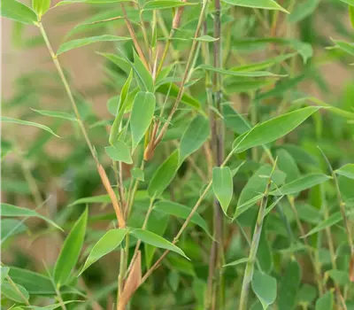 Fargesia species 'Red Zebra' -R-
