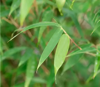 Fargesia 'Malachite Monkeys' -R-