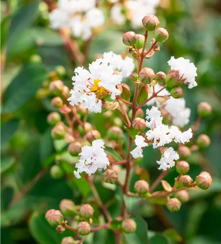 Lagerstroemia 'White Star'