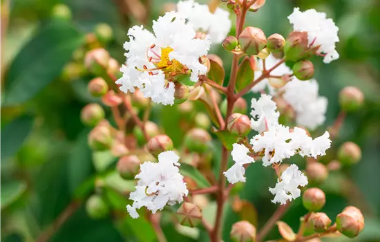 Lagerstroemia 'White Star'