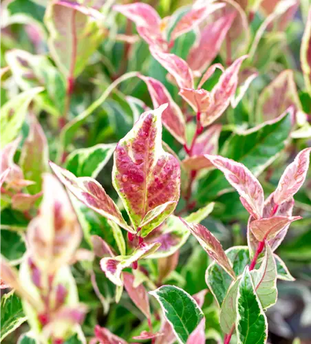 Leucothoe 'Firestar'