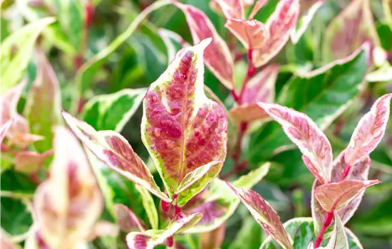 Leucothoe 'Firestar'