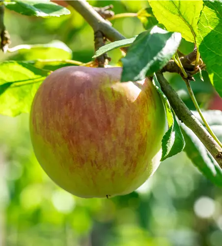 Malus 'Jamba 69' CAC