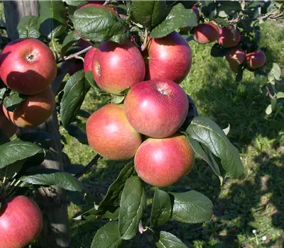 Malus Ballerina 'Red River' zert.vf