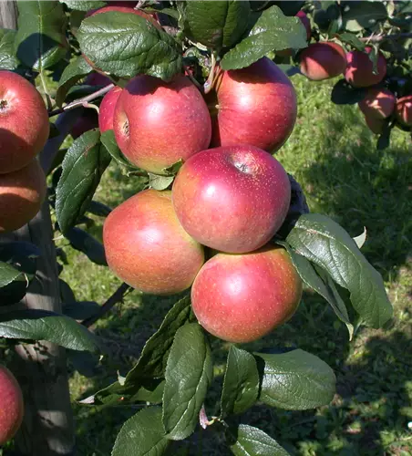 Malus Ballerina 'Red River' zert.vf