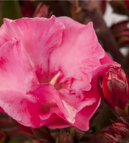Nerium oleander, blutrot