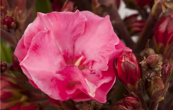 Nerium oleander, blutrot