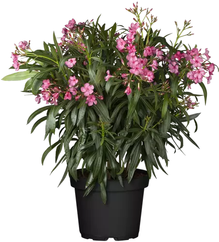 Nerium oleander pink