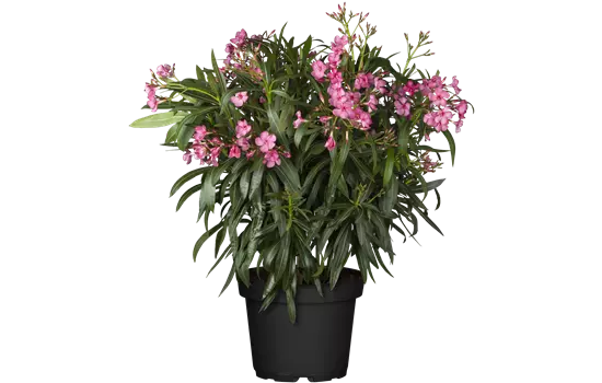Nerium oleander pink