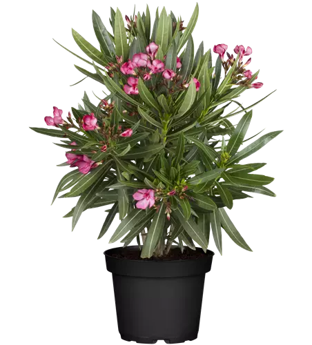 Nerium oleander, lila