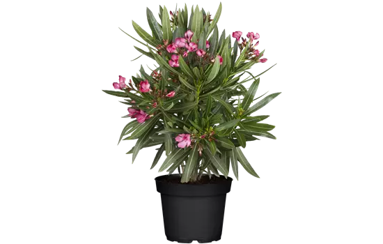 Nerium oleander, lila