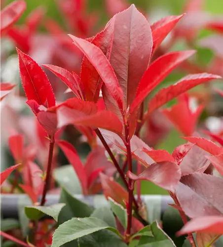 Photinia fraseri 'Red Light'