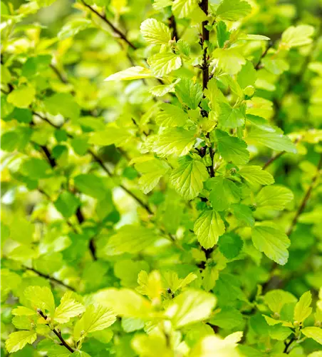 Physocarpus opulifolius 'Raspberry Lemon'