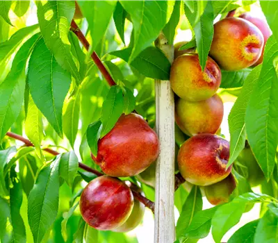 Prunus nuc.'Rhonegold' CAC