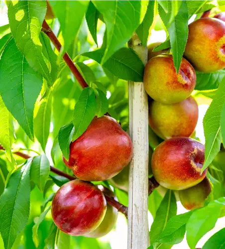 Prunus nuc.'Rhonegold' CAC