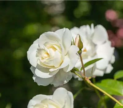 Rosa 'Baby Schneewittchen' -R- BT IV