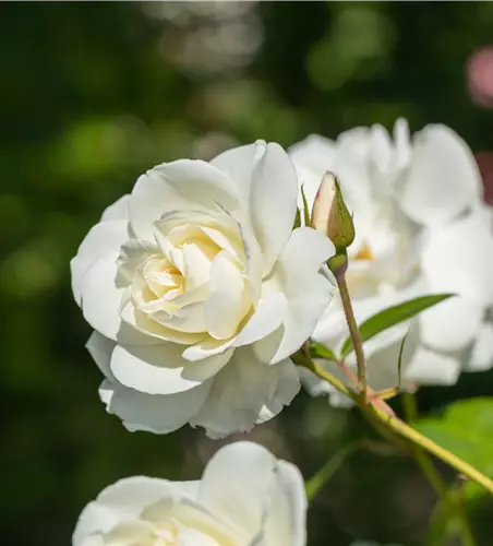 Rosa 'Baby Schneewittchen' -R- BT IV