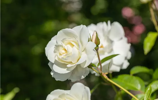 Rosa 'Baby Schneewittchen' -R- BT IV