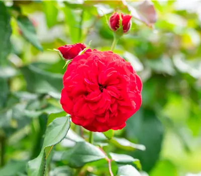 Rosa 'Red Meilove' -R- BT III