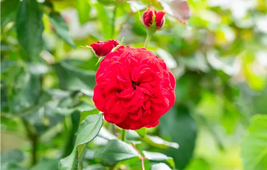 Rosa 'Red Meilove' -R- BT III