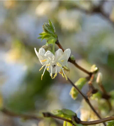 Lonicera purpusii