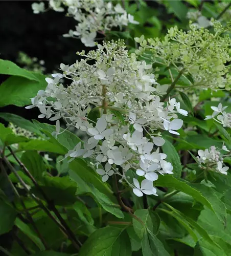 Hydrangea panic. 'Phantom'