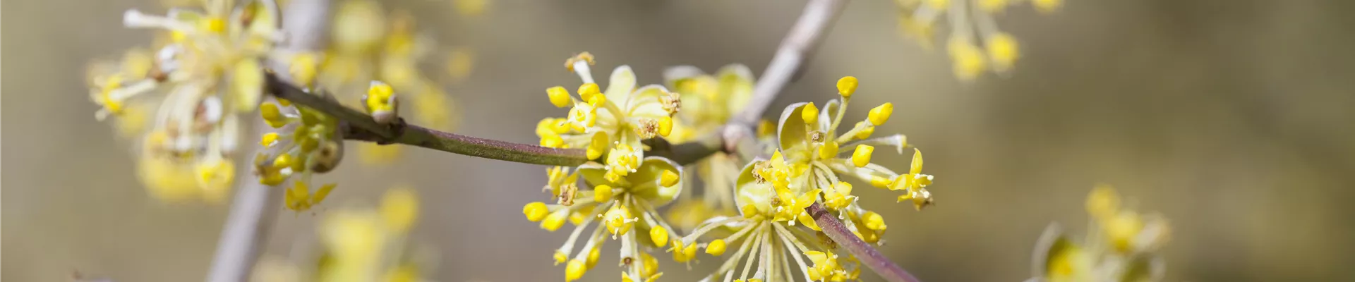 Cornus mas Cornus mas