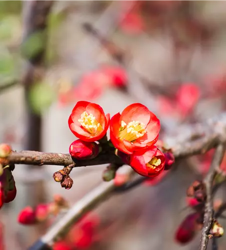 Chaenomeles 'Fire Dance'