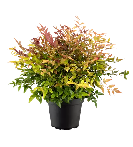 Nandina domestica 'Seika'