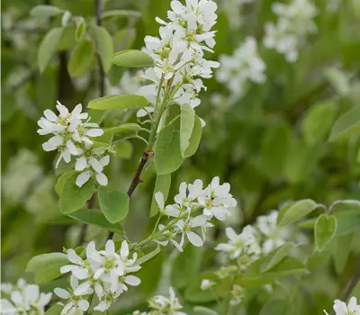 Amelanchier alnifolia 'Honeywood'