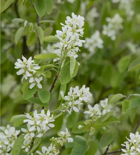 Amelanchier alnifolia 'Honeywood'