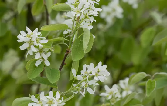 Amelanchier alnifolia 'Honeywood'