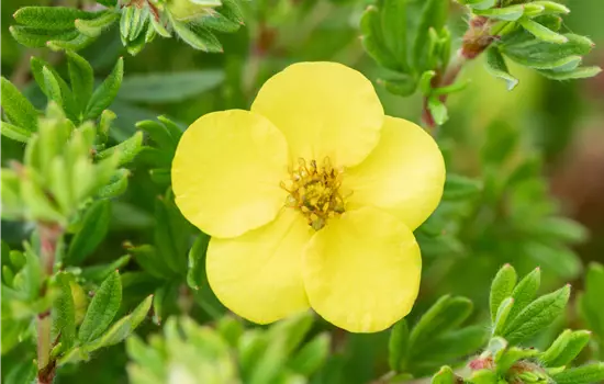Potentilla fruticosa 'Kobold'