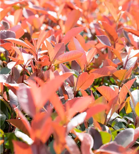 Photinia fraseri 'Little Fenna'