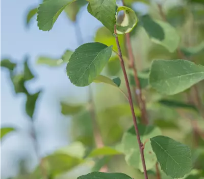 Amelanchier alnifolia 'Martin'